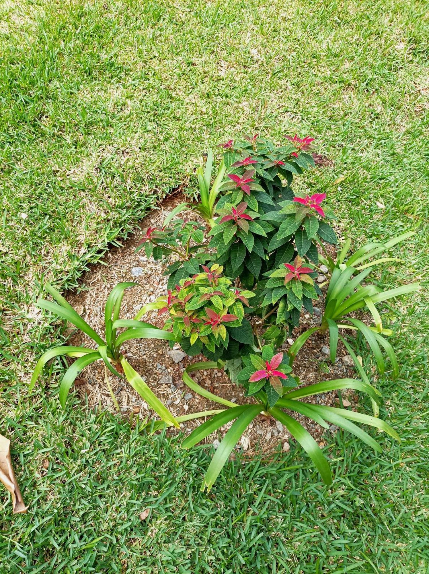 Mi Hogar Jarabacoa Exterior foto
